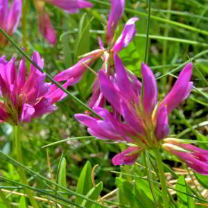 Photographie n°2547740 du taxon Trifolium medium L. [1759]