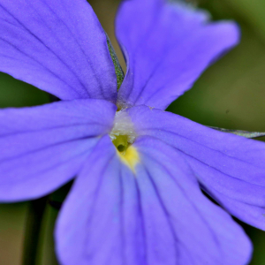 Photographie n°2547753 du taxon Viola cornuta L. [1763]
