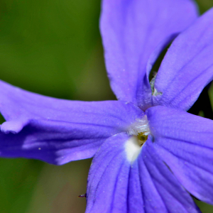 Photographie n°2547754 du taxon Viola cornuta L. [1763]