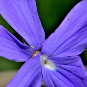 Photographie n°2547755 du taxon Viola cornuta L. [1763]