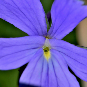 Photographie n°2547756 du taxon Viola cornuta L. [1763]