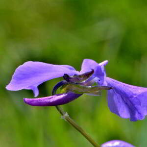 Photographie n°2547758 du taxon Viola cornuta L. [1763]