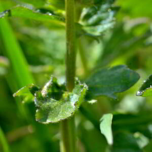 Photographie n°2547759 du taxon Viola cornuta L. [1763]