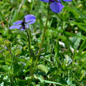 Photographie n°2547760 du taxon Viola cornuta L. [1763]