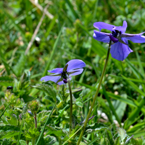 Photographie n°2547761 du taxon Viola cornuta L. [1763]