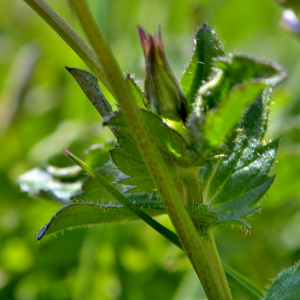 Photographie n°2547764 du taxon Viola cornuta L. [1763]