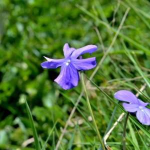 Photographie n°2547767 du taxon Viola cornuta L. [1763]