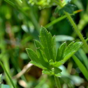  - Alchemilla filicaulis Buser [1893]