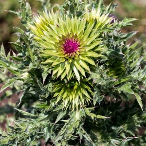 Photographie n°2547807 du taxon Carduus nutans L.