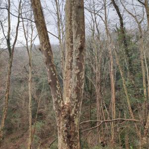 Photographie n°2547874 du taxon Platanus x hispanica Mill. ex Münchh. [1770]