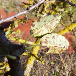 Photographie n°2547895 du taxon Pyrus spinosa Forssk. [1775]