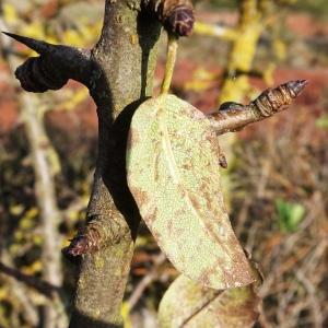 Photographie n°2547896 du taxon Pyrus spinosa Forssk. [1775]