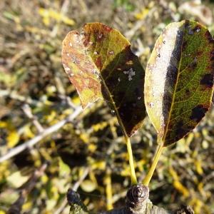 Photographie n°2547898 du taxon Pyrus spinosa Forssk. [1775]