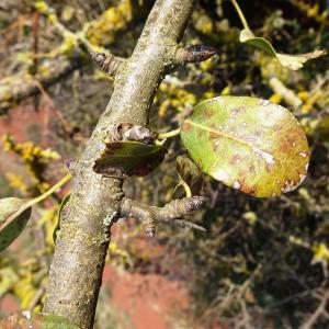 Photographie n°2547899 du taxon Pyrus spinosa Forssk. [1775]