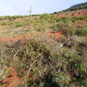 Photographie n°2547901 du taxon Pyrus spinosa Forssk. [1775]