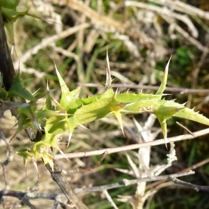 Photographie n°2547962 du taxon Carlina vulgaris L. [1753]