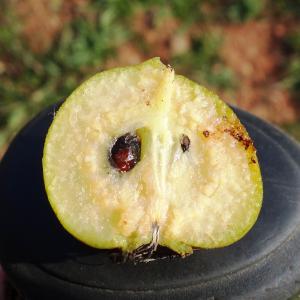 Photographie n°2547979 du taxon Pyrus spinosa Forssk. [1775]