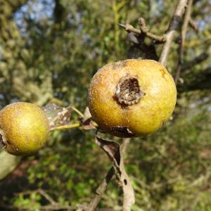 Photographie n°2547981 du taxon Pyrus spinosa Forssk. [1775]