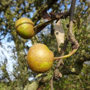 Photographie n°2547982 du taxon Pyrus spinosa Forssk. [1775]