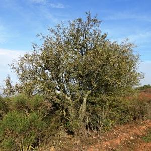 Photographie n°2547984 du taxon Pyrus spinosa Forssk. [1775]