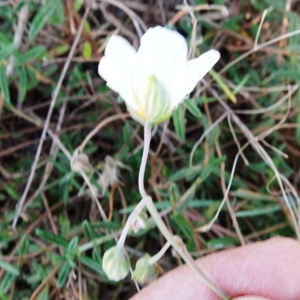 Photographie n°2548000 du taxon Helianthemum apenninum (L.) Mill. [1768]