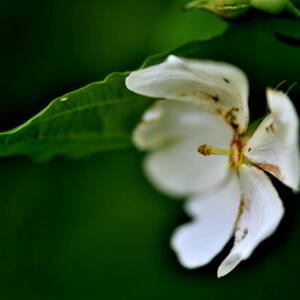 Photographie n°2548081 du taxon Rosa arvensis Huds. [1762]