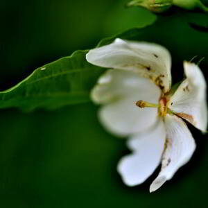 Photographie n°2548083 du taxon Rosa arvensis Huds. [1762]