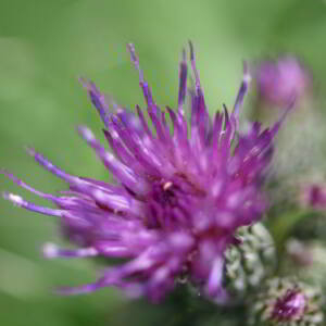 Photographie n°2548092 du taxon Cirsium palustre (L.) Scop. [1772]