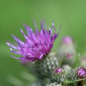 Photographie n°2548093 du taxon Cirsium palustre (L.) Scop. [1772]