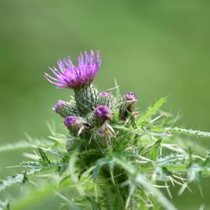 Photographie n°2548094 du taxon Cirsium palustre (L.) Scop. [1772]