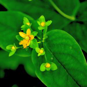 Photographie n°2548096 du taxon Hypericum androsaemum L. [1753]