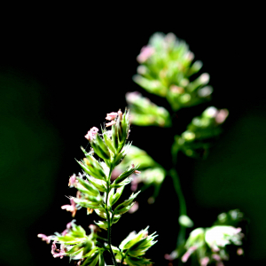 Photographie n°2548129 du taxon Dactylis glomerata L. [1753]