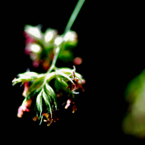 Photographie n°2548131 du taxon Dactylis glomerata L. [1753]