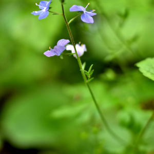 Photographie n°2548134 du taxon Veronica montana L. [1755]