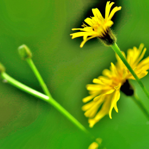 Photographie n°2548147 du taxon Crepis paludosa (L.) Moench [1794]