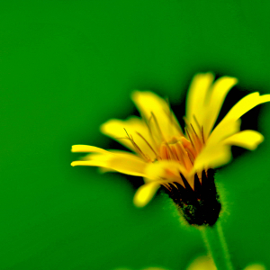 Photographie n°2548148 du taxon Crepis paludosa (L.) Moench [1794]