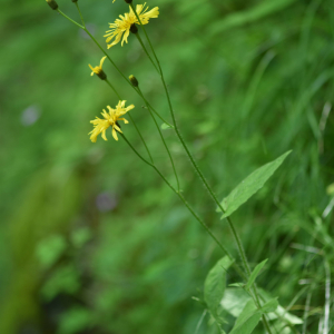 Photographie n°2548149 du taxon Crepis paludosa (L.) Moench [1794]