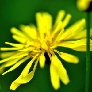 Photographie n°2548150 du taxon Crepis paludosa (L.) Moench [1794]