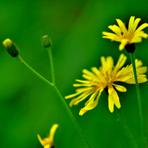 Photographie n°2548151 du taxon Crepis paludosa (L.) Moench [1794]