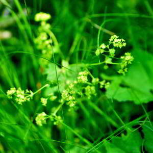  - Alchemilla xanthochlora Rothm. [1937]