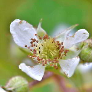 Photographie n°2548172 du taxon Rubus fruticosus L. [1753]