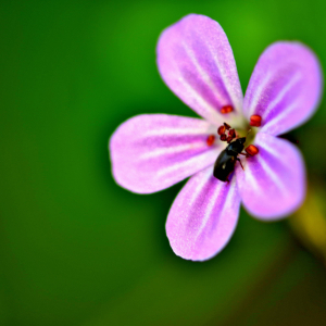 Photographie n°2548174 du taxon Geranium robertianum L. [1753]