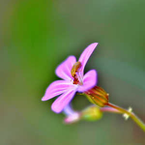 Photographie n°2548177 du taxon Geranium robertianum L. [1753]