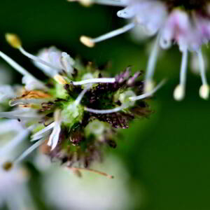 Photographie n°2548185 du taxon Sanicula europaea L. [1753]