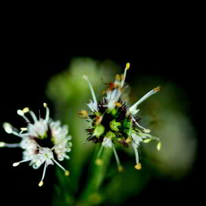 Photographie n°2548188 du taxon Sanicula europaea L. [1753]