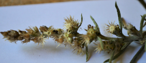 Kéobota, le 17 juillet 2022 (Parigné-le-Pôlin (La Diann))