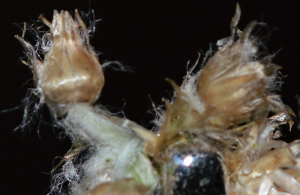 Kéobota, le 17 juillet 2022 (Parigné-le-Pôlin (La Diann))