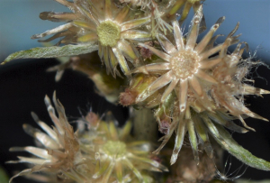 Kéobota, le 17 juillet 2022 (Parigné-le-Pôlin (La Diann))