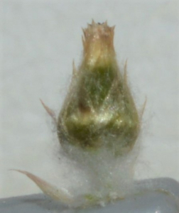 Kéobota, le 17 juillet 2022 (Parigné-le-Pôlin (La Diann))