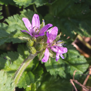 Photographie n°2548242 du taxon Erodium moschatum (L.) L'Hér. [1789]